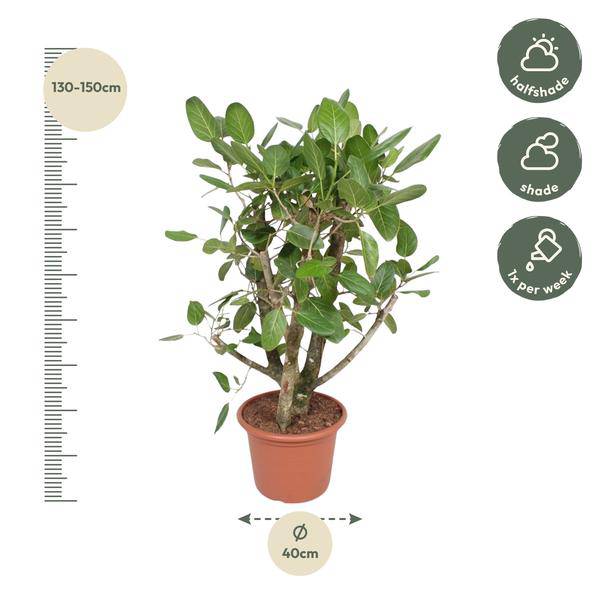 Banyan-Feige Ficus Benghalensis – 140cm hoch – Ø40cm – Exklusive Zimmerpflanze mit großen glänzenden Blättern – Pflegeleicht & robust – Für Wohnzimmer, Büro & Innenräume