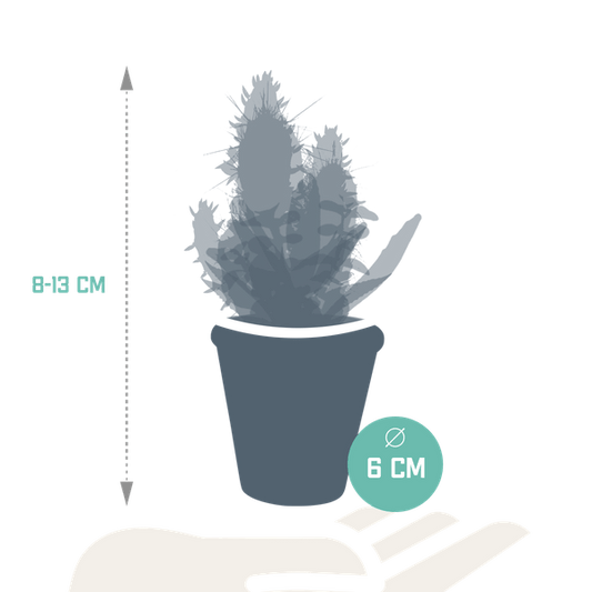 Sukkulenten Kaktus Mix - 5,5 cm - 15 Stück - Zimmerpflanze - im Terrakotta-Topf