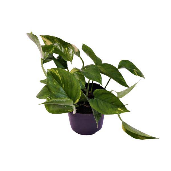 Efeutute - Scindapsus Epipremnum Aureum - Zimmerpflanze - Ø12cm - ↕25cm