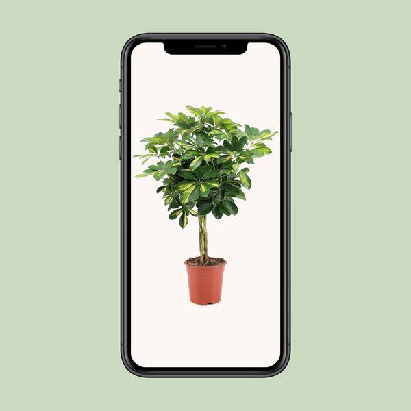 Strahlenaralie - Schefflera Arboricola Gold Capella - Zimmerpflanze - Ø19cm - ↕75cm