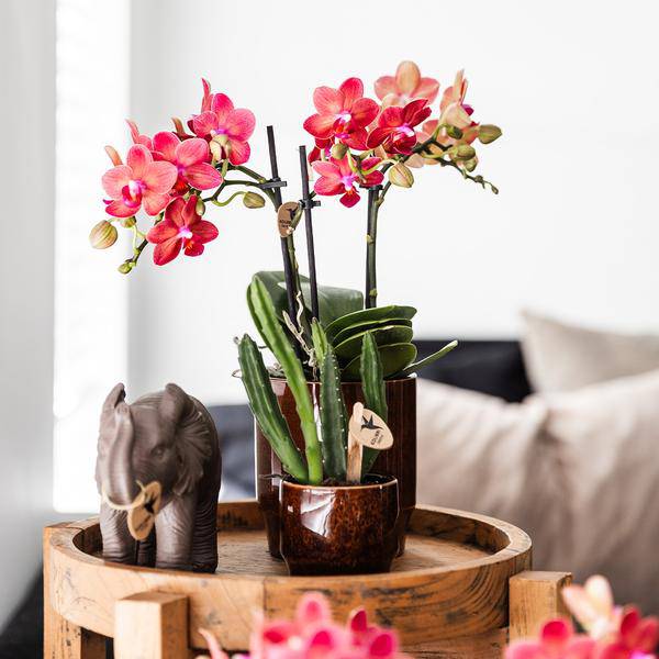 Aasblume - Stapelia - Topfgröße Ø9cm - Zimmerpflanze - Ø6cm