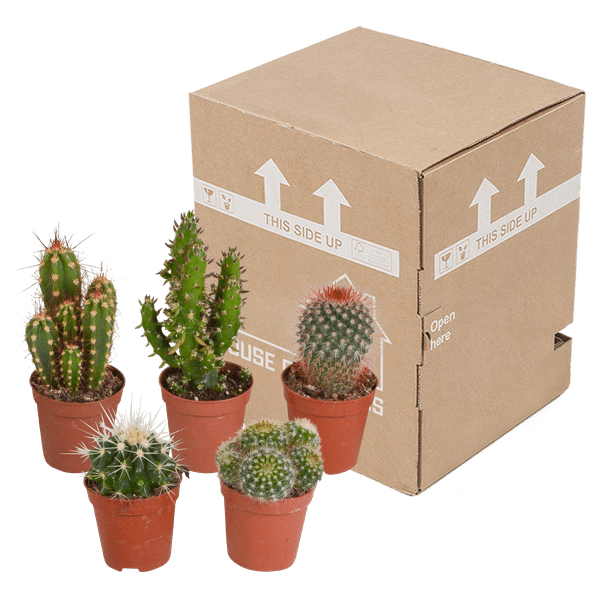 Kakteen - Mix - 5,5 cm - 5 Stück