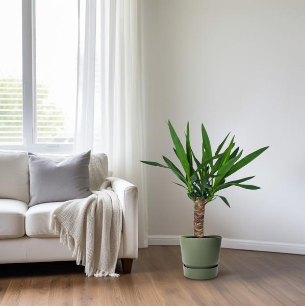 Palmlilie - Yucca - Zimmerpflanze - Ø14cm - ↕60cm