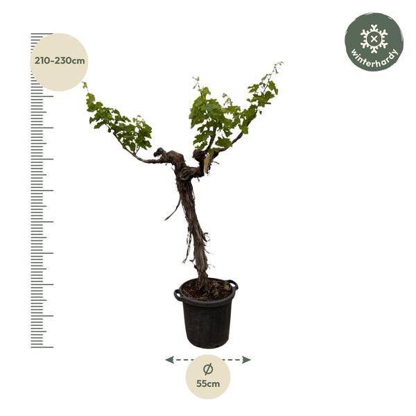 Weintraube – Vitis Vinifera – Weinrebe 220cm – Ø55cm – Verzweigter Stamm mit üppigem Blattwerk – Exklusive Kübelpflanze für Garten, Terrasse & Balkon – Essbare Trauben