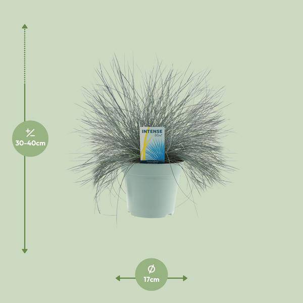 Blauschwingel - Festuca Glauca Intense Blue - Zimmerpflanze - Ø17cm - ↕35cm