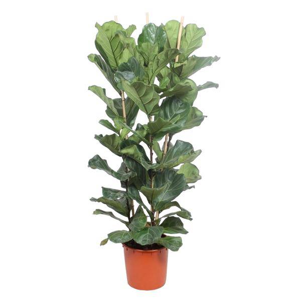 Geigen-Feige - Ficus Lyrata - Zimmerpflanze - 180cm - ø34cm
