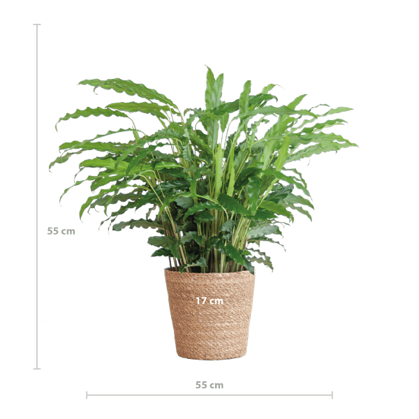 Calathea Rufibarba Korbmarante – Zimmerpflanze Ø17cm – ca. 55cm hoch – samtige Blätter – inkl. Korb Sofia Natur Seegras