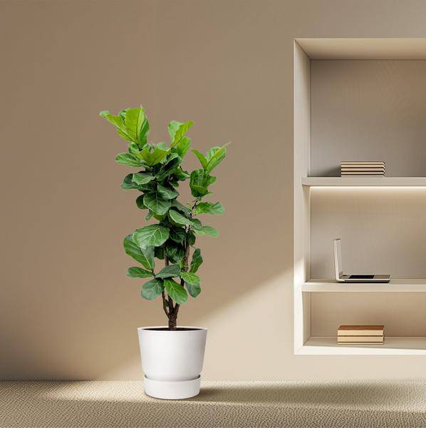 Feigenbaum – Ficus Lyrata – ca. 170cm hoch – Ø32cm – Geigenfeige als imposante Zimmerpflanze – XXL Grünpflanze mit großen Blättern – Dekorative Pflanze für Wohnzimmer & Büro