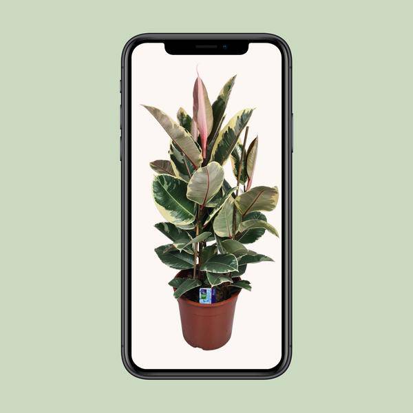 Gummibaum - Ficus Elastica Tineke - Zimmerpflanze - Ø27cm - ↕85cm