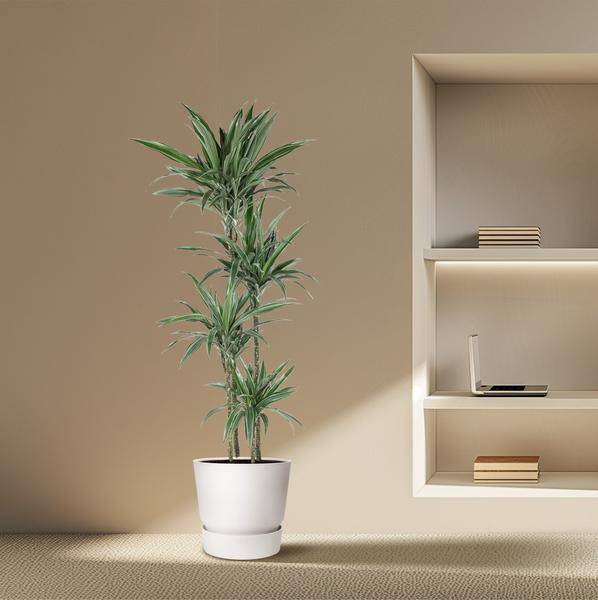 Drachenbaum - Dracaena Warneckei - 190cm - ø27cm