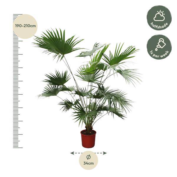 Chinesische Schirmpalme - Livistona Chinensis - 200cm - ø34cm