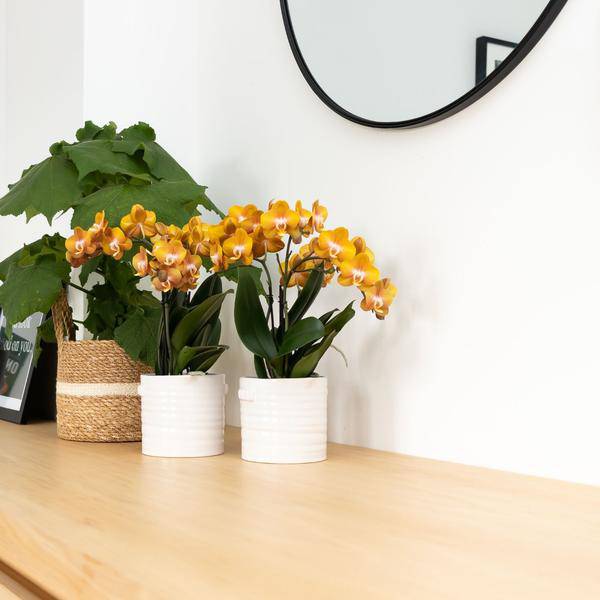 Orange-goldene Phalaenopsis-Orchidee - Jewel Las Vegas - Topfgröße Ø12cm - blühende Topfpflanze