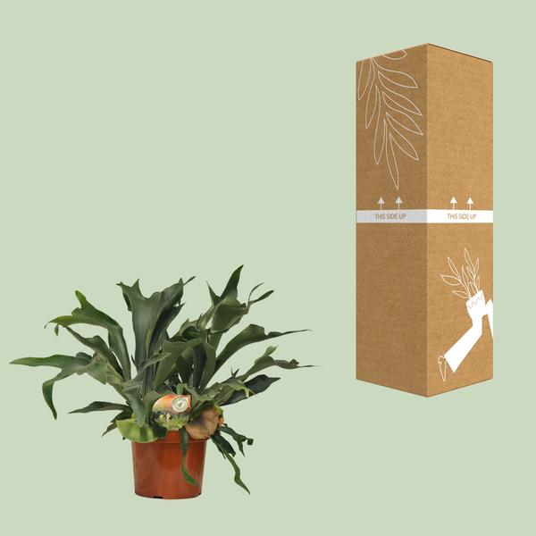 Geweihfarn - Platycerium Bifurcatum - Zimmerpflanze - Ø26cm - ↕80cm