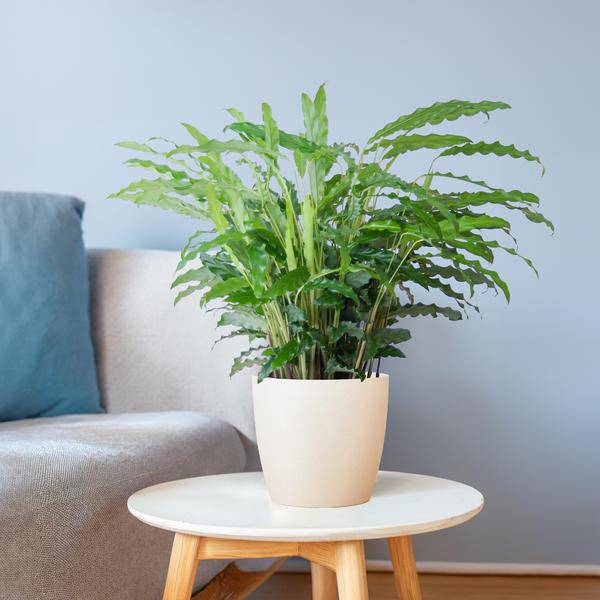Calathea Rufibarba Korbmarante – Zimmerpflanze Ø17cm – ca. 55cm hoch – samtige Blätter – inkl. Viber Weiß Topf
