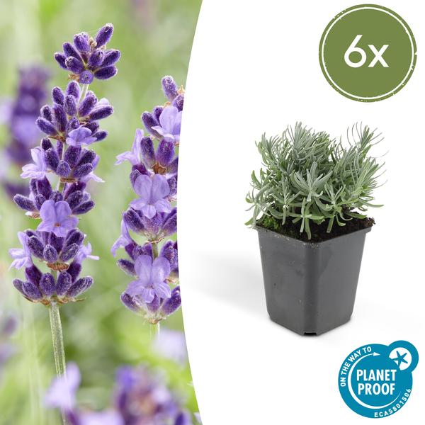 Lavender Lavandula 'Hidcote' – 6 Pflanzen – Reich blühender Lavendel – ↕10-25cm – Ø9cm – pflegeleicht & sonnig