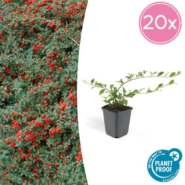 Teppich-Zwergmispel Cotoneaster dammeri – ↕10-25cm – Ø9cm – 20 Pflanzen – Robuster, winterharter Bodendecker – Blühend & beerentragend – Für Sonne & Schatten – Pflegeleichter Garten