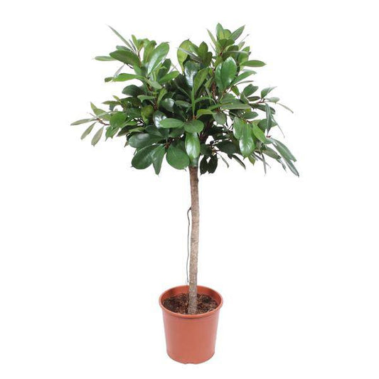 Gummibaum Ficus Cyathistipula – 150cm hoch – Ø30cm – Elegante Zimmerpflanze mit dunkelgrünem Blattwerk – Pflegeleicht & robust – Für Wohnzimmer, Büro & Innenräume