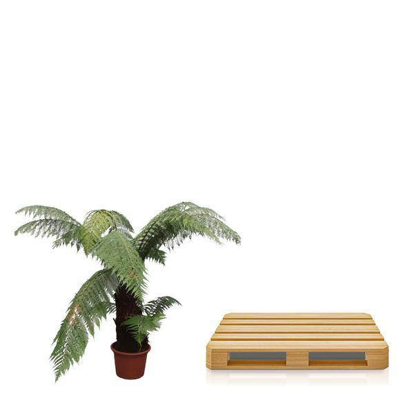 Taschenfarn - Dicksonia Antarctica - Zimmerpflanze - 180cm - ø50cm