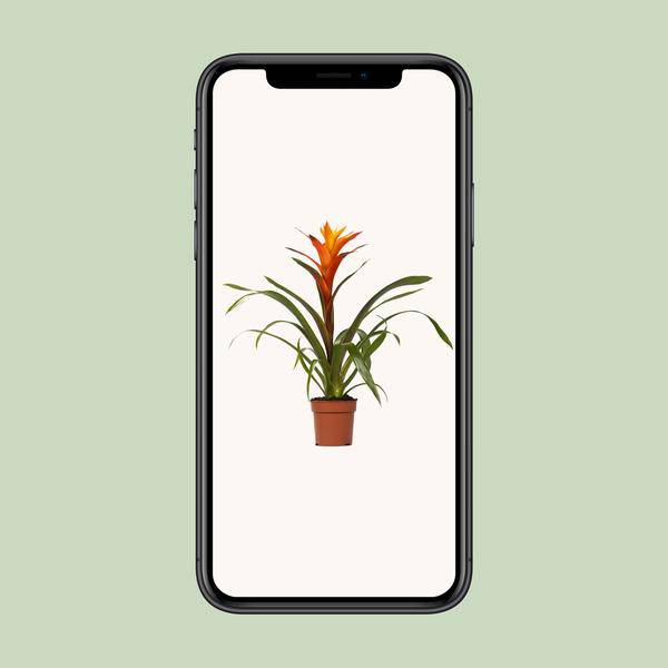 Bromelie - Guzmania Variada - Zimmerpflanze - Ø12cm - ↕50cm