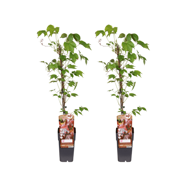 Parthenocissus Tricuspidata Veitchii Boskoop - Dreilappige Jungfernrebe - Ø15cm - ↕65cm - 2 Stück