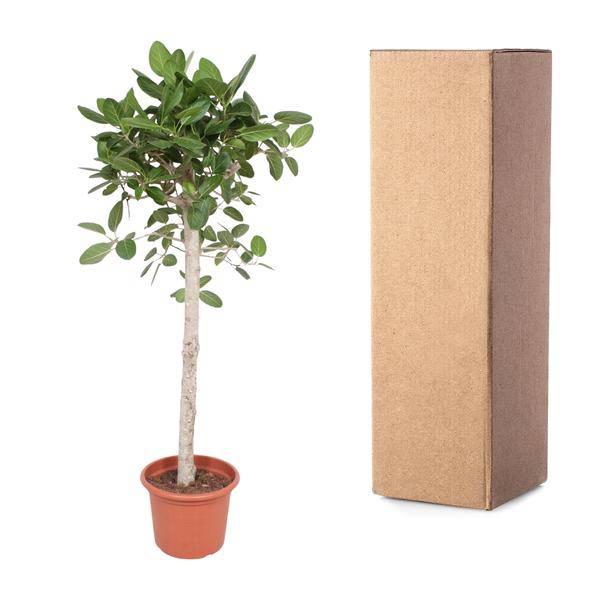 Banyan-Feige - Ficus Benghalensis - 190cm - ø40cm