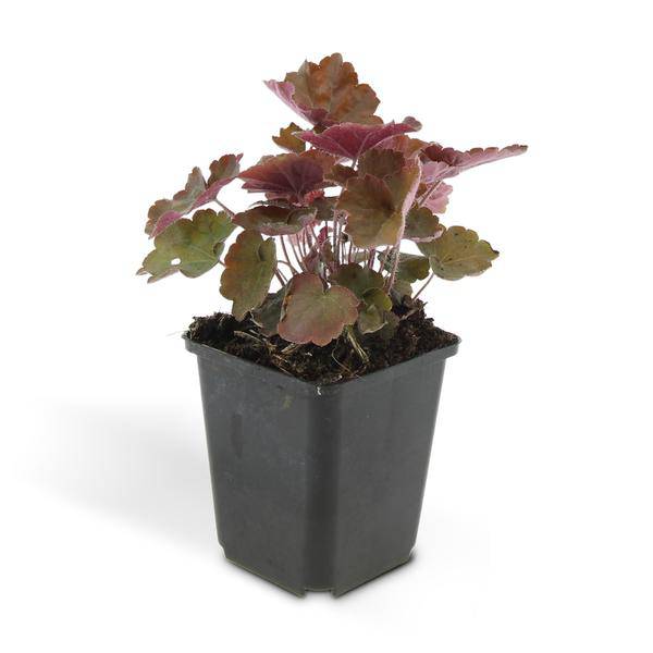 Rotblättriges Silberglöckchen - Heuchera mic. 'Palace Purple' - ↕10-25cm - Ø9cm - 6 Stück