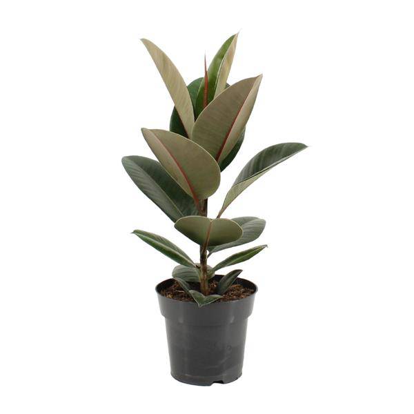 Gummibaum - Ficus Elastica Robusta - Zimmerpflanze - Ø17cm - ↕55cm
