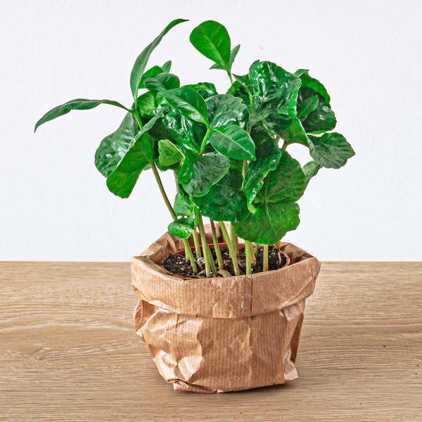 Kaffeepflanze Coffea Arabica – Terrarienpflanze 6cm – Pflegeleicht & Dekorativ – Perfekt für Terrarien & Kleine Innenräume