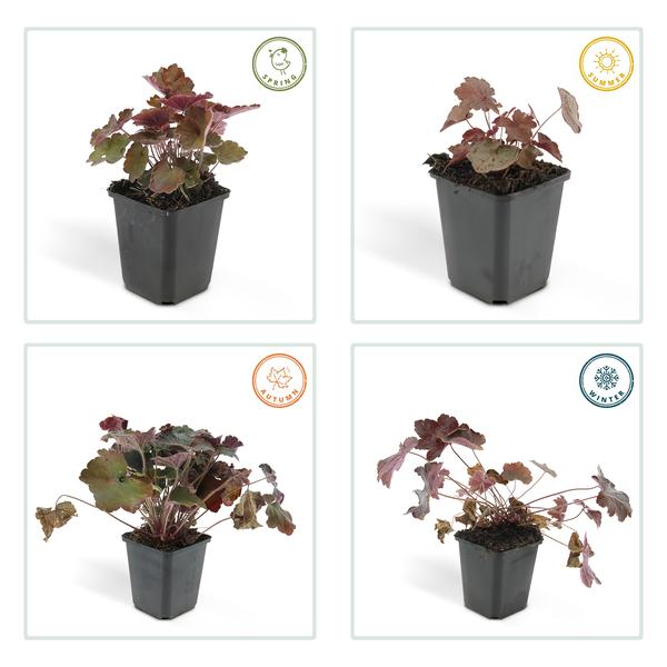 Purpurglöckchen - Heuchera mic. 'Palast Lila' - ↕10-25cm - Ø9cm - 40 Stück