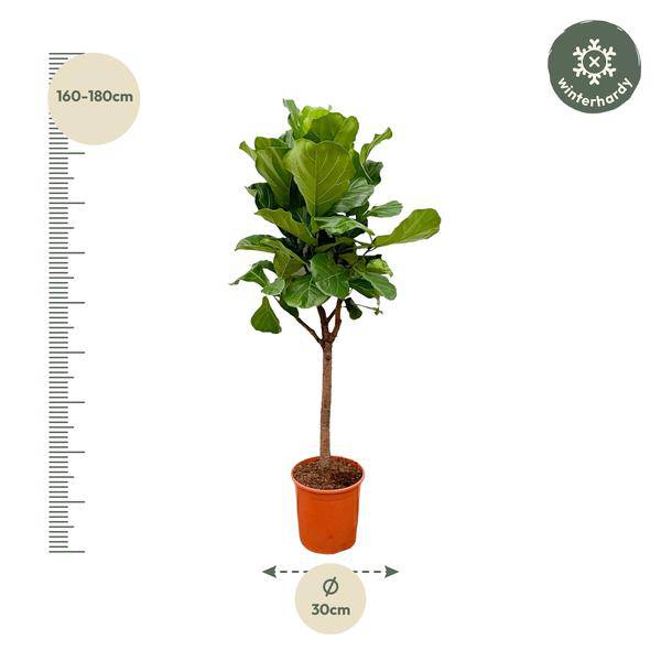 Geigen-Feige – Ficus Lyrata – Zimmerpflanze 180cm – Ø30cm – Trendige Designpflanze mit großen geigenförmigen Blättern – Exklusive Kübelpflanze für Wohnzimmer, Büro & Wintergarten – Pflegeleicht