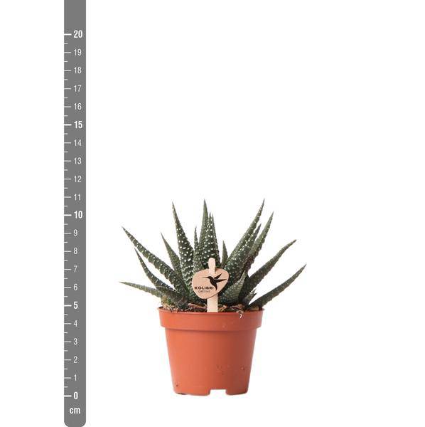 Sukkulente Haworthia Royal Highness – Grüne Zimmerpflanze – Ø6cm – Pflegeleichte Grünpflanze – Stilvolle Dekoration für Zuhause