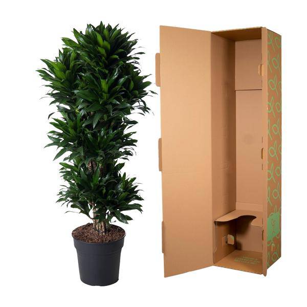 Drachenbaum - Dracaena Compacta - Zimmerpflanze - 140cm - ø31cm