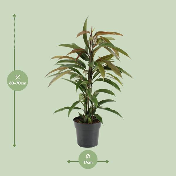 Gummibaum - Ficus Binnendijkii Amstel King - Zimmerpflanze - Ø17cm - ↕70cm