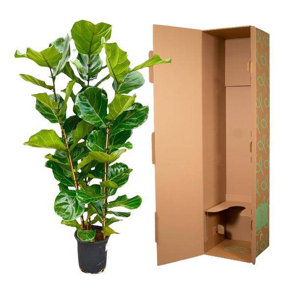 Feigenbaum – Ficus Lyrata Strauch – ca. 165cm hoch – Ø30cm – Geigenfeige als dekorative Zimmerpflanze – XXL Grünpflanze mit großen Blättern – Für Wohnzimmer, Wintergarten & Büro