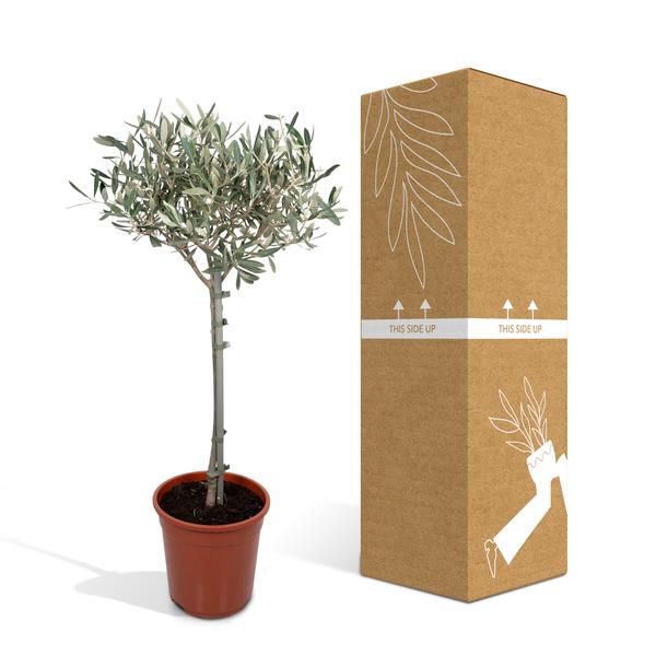 Olivenbaum - Olea - Zimmerpflanze - Ø19cm - ↕90cm
