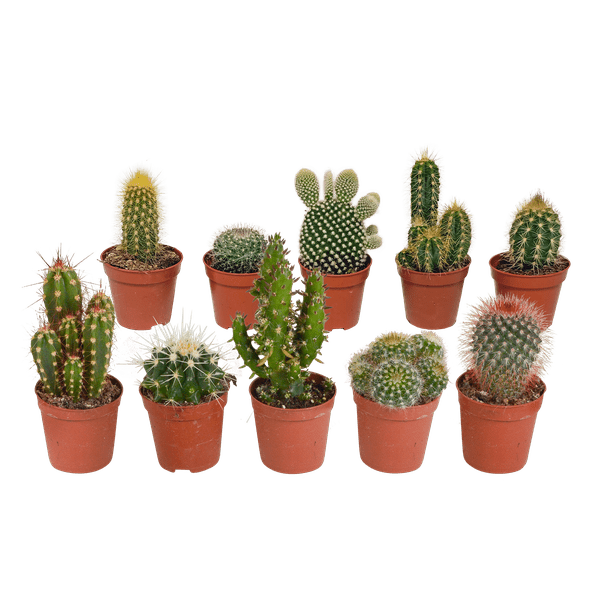 Kakteen - Mix - 5,5 cm - 10 Stück