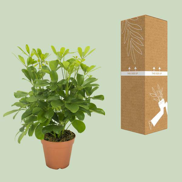 Strahlenaralie - Schefflera Nora - Zimmerpflanze - Ø13cm - ↕35cm