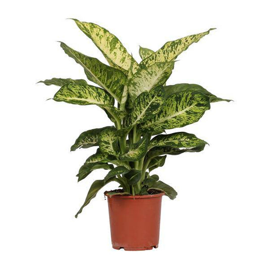 Dieffenbachia Mars – Ø17cm x H50cm – Tropische Zimmerpflanze mit dekorativen Blättern – Pflegeleicht & luftreinigend – Für Halbschatten