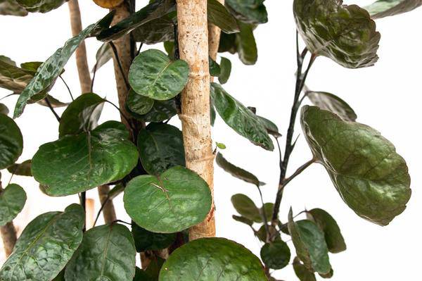 Fiederaralie – Polyscias Fabian – Zimmerpflanze 160cm – Ø30cm – Exotische Grünpflanze mit glänzenden Blättern – Dekorative XXL-Pflanze für Wohnzimmer & Büro – Pflegeleicht