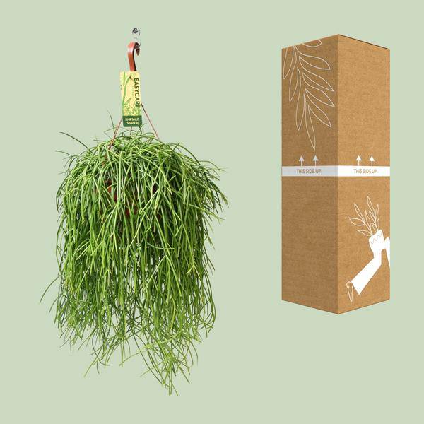 Korallenkaktus - Rhipsalis Baccifera Shaferi - Ø21cm - ↕60cm