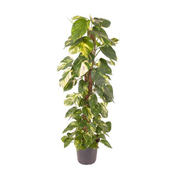 Efeutute - Epipremnum Pinnatum - Zimmerpflanze - Ø24cm - ↕120cm