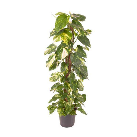 Efeutute Epipremnum Pinnatum – Zimmerpflanze – Ø24cm – ↕120cm – Goldene Efeutute mit herzförmigen Blättern – Luftreinigende & pflegeleichte Zimmerpflanze