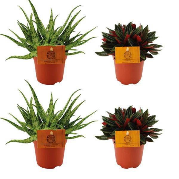 Aloe Spider + Peperomia Rosso – 4 Zimmerpflanzen-Set – Ø10.5cm – ↕10cm – Pflegeleicht & dekorativ – Für helle & halbschattige Räume