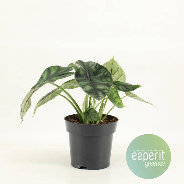 Elefantenohr - Alocasia Dragon Scale - Zimmerpflanze - Ø14cm - ↕25cm