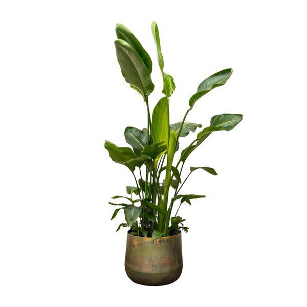 Strelitzia Nicolai - Baumstrelitzie - Zimmerpflanze - 250 cm - ø40cm