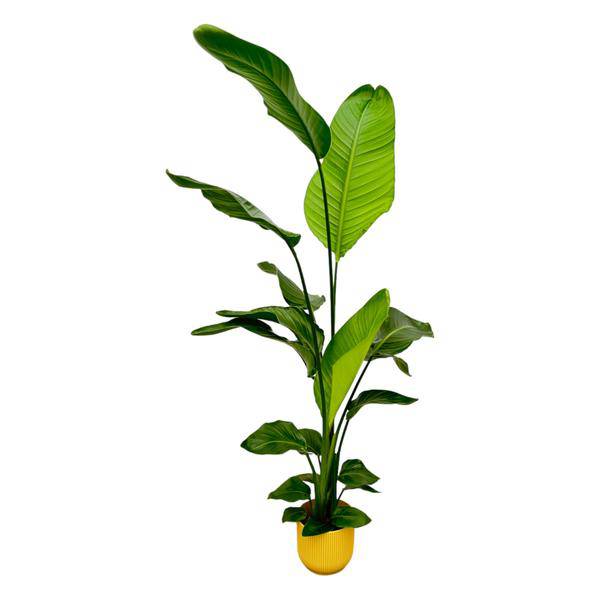Strelitzia Nicolai – Baum-Strelitzie – Zimmerpflanze ca. 130cm – ø18cm – inkl. Pflanzgefäß Vibes Fold Gelb – Weißer Paradiesvogel – Tropische Grünpflanze für Wohnzimmer, Büro & Wintergarten