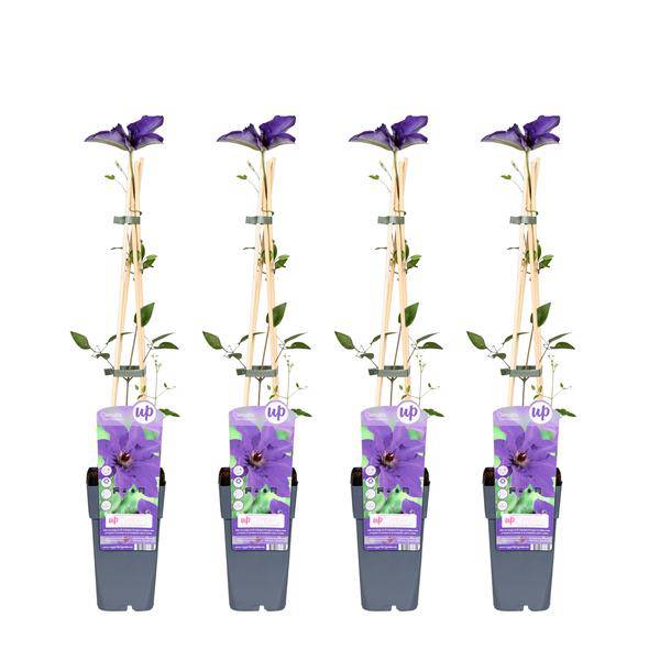 Waldrebe – Clematis 'The President' – 4 Pflanzen – Ø15cm – ↨65cm – Kletterpflanze mit violetten Blüten – ideal für Garten & Pergola