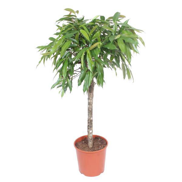 Schmalblättriger Gummibaum – Ficus binnendijkii Amstel King – 140cm – Ø30cm – Zimmerpflanze mit geflochtenem Stamm – Elegante Grünpflanze für Wohnzimmer & Büro