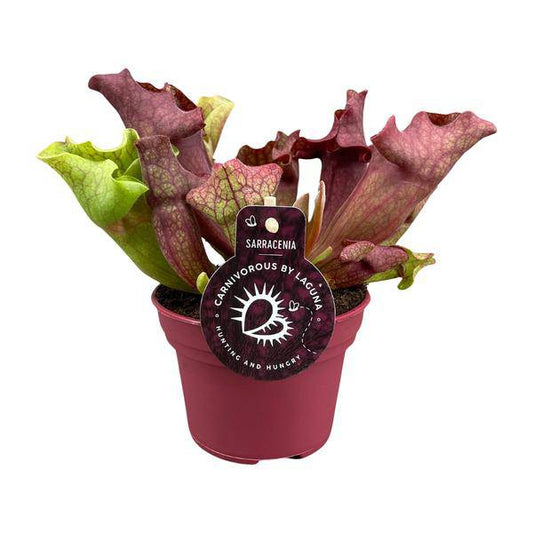 Schlauchpflanze Sarracenia – Kannenpflanze – Zimmerpflanze – Ø12cm Topf – ca. 20cm – Pflegeleicht & Exotisch