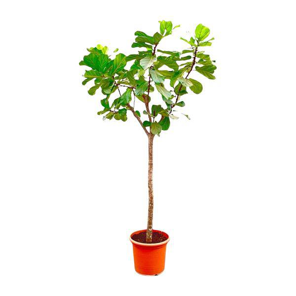 Geigen-Feige – Ficus Lyrata XXL – Zimmerpflanze 300cm – Ø55cm – Exklusive Designpflanze mit großen geigenförmigen Blättern – Tropische XXL-Kübelpflanze für Wohnzimmer, Büro & Wintergarten